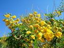bird of paradise bush, desert bird of paradise, barba de chivo,Cennetkusu agaci
